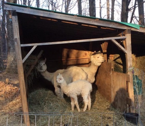 17353594_491197821003963_4736264853126237439_n